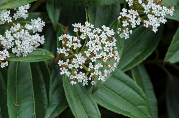 Vibrunum20davidii.jpg Viburnum davidii