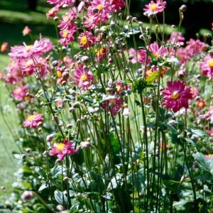 anemone.jpg Anemone hup. Prinz Heinrich