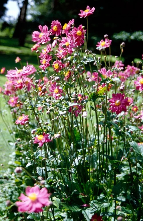 anemone.jpg Anemone hup. Prinz Heinrich