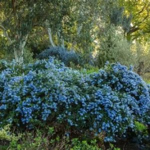 ceanothus.jpg Ceanothus thyrs. repens