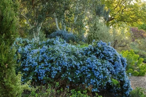 Ceanothus thyrs. repens