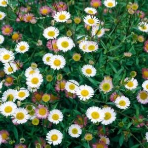 Erigeron karvinskianus