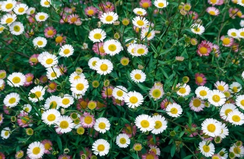 Erigeron karvinskianus