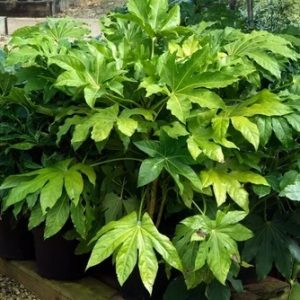 Fatsia japonica