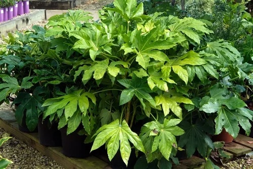 fatsia20Japonica.jpg Fatsia japonica