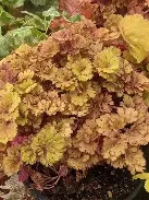 Heuchera  Frilly