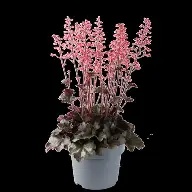 Heuchera  Hip Hip Hooray