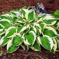 Hosta  Patriot