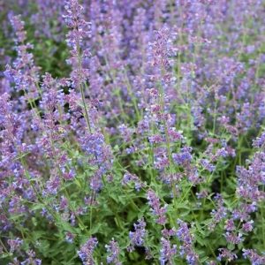 Nepeta  Walker s Low