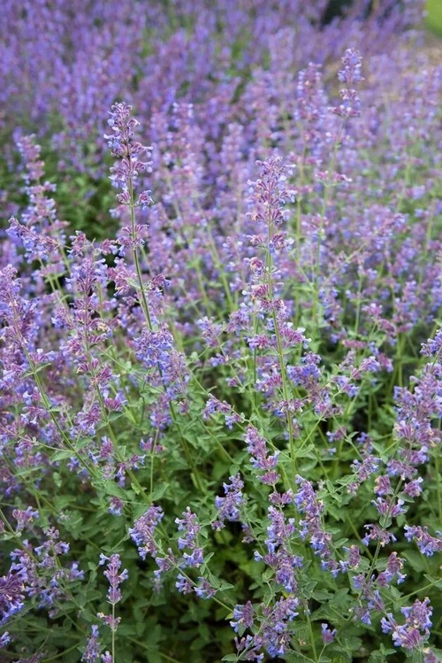 nepeta20willows20walker.jpg Nepeta Walker s Low