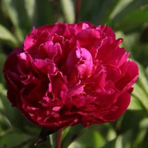 Paeonia (LD)  Karl Rosenfield