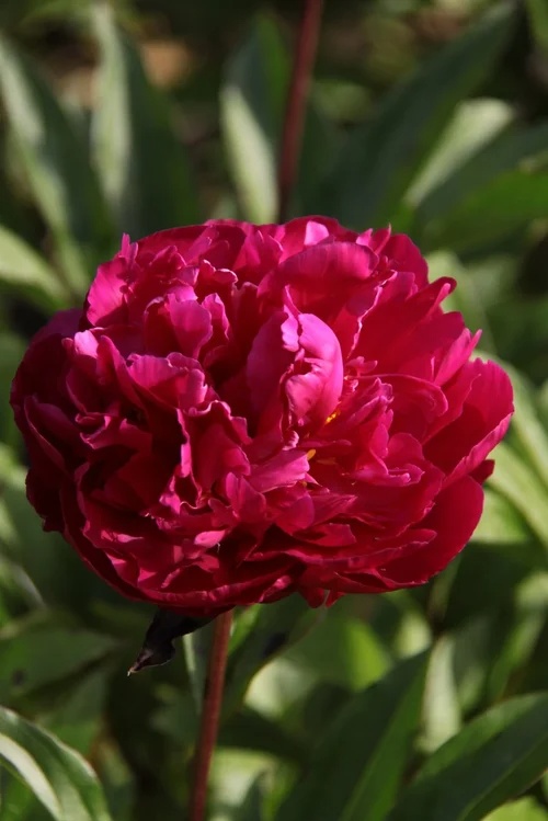 paeonia20rose20karl20rosenfield.jpg Paeonia (LD) Karl Rosenfield