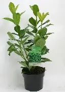 Prunus laur.  Novita