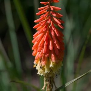 Kniphofia  Flamenco