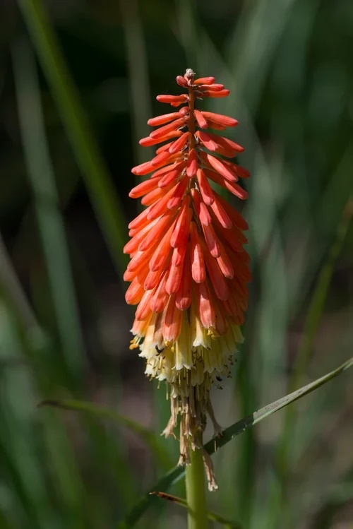 red20hot20poker.jpg Kniphofia Flamenco