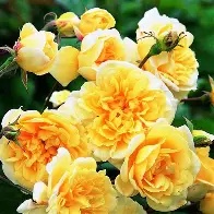 Rosa  Malvern Hills