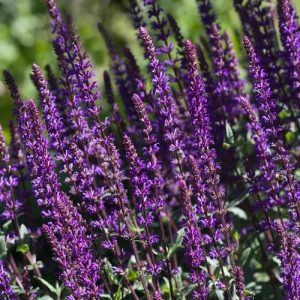 Salvia nemorosa  Caradonna