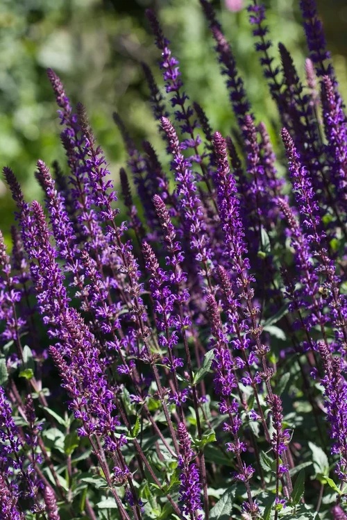 salvia.jpg Salvia nemorosa Caradonna