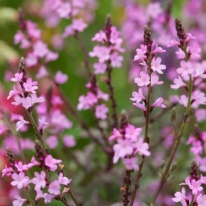 Verbena off.  Bampton