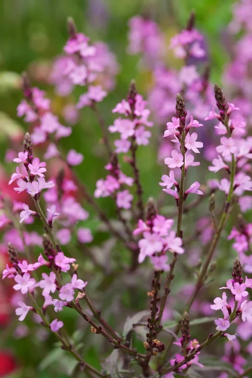 Verbena off.  Bampton
