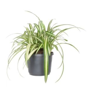 10890.jpg Chlorophytum com. Variegatum / P12 + potcover
