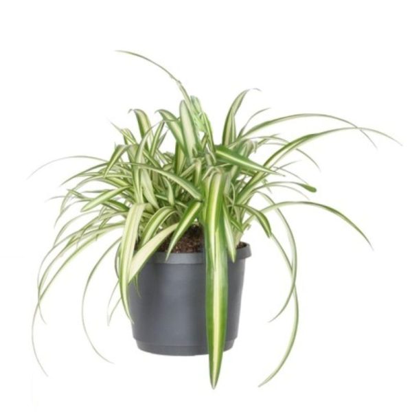 Chlorophytum com.  Variegatum  / P12 + potcover