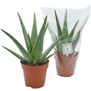 Aloe20vera.jpg Aloe vera / P12