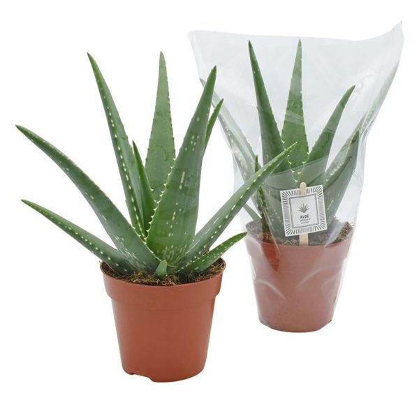 Aloe20vera.jpg Aloe vera / P12