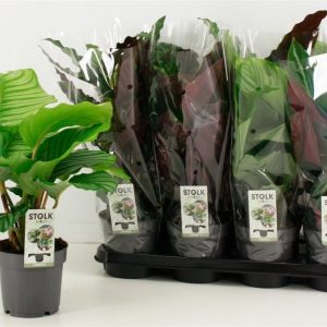 Calathea320varieties.jpg Calathea(3 varieties) mix / P14
