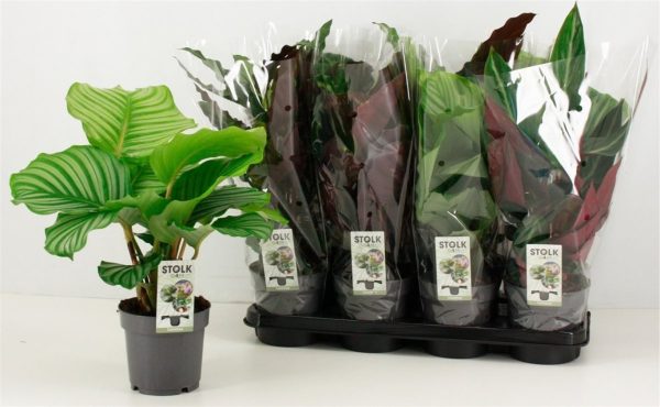 Calathea(3 varieties) mix / P14