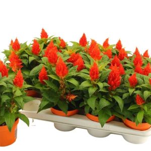 Celosia20Kelos20Fire20orange.jpg Celosia Kelos Fire orange / 12 cm colour pot
