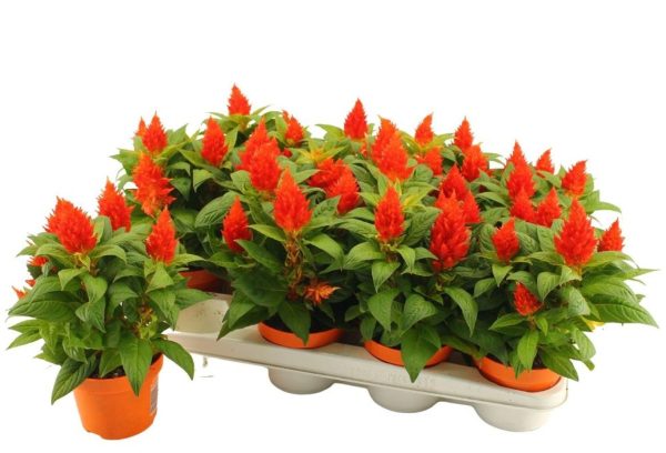 Celosia  Kelos Fire  orange / 12 cm colour pot