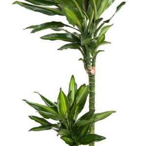 Dracaena20frag.20Cintho.jpg Dracaena frag. Cintho / P19/45+15 stem
