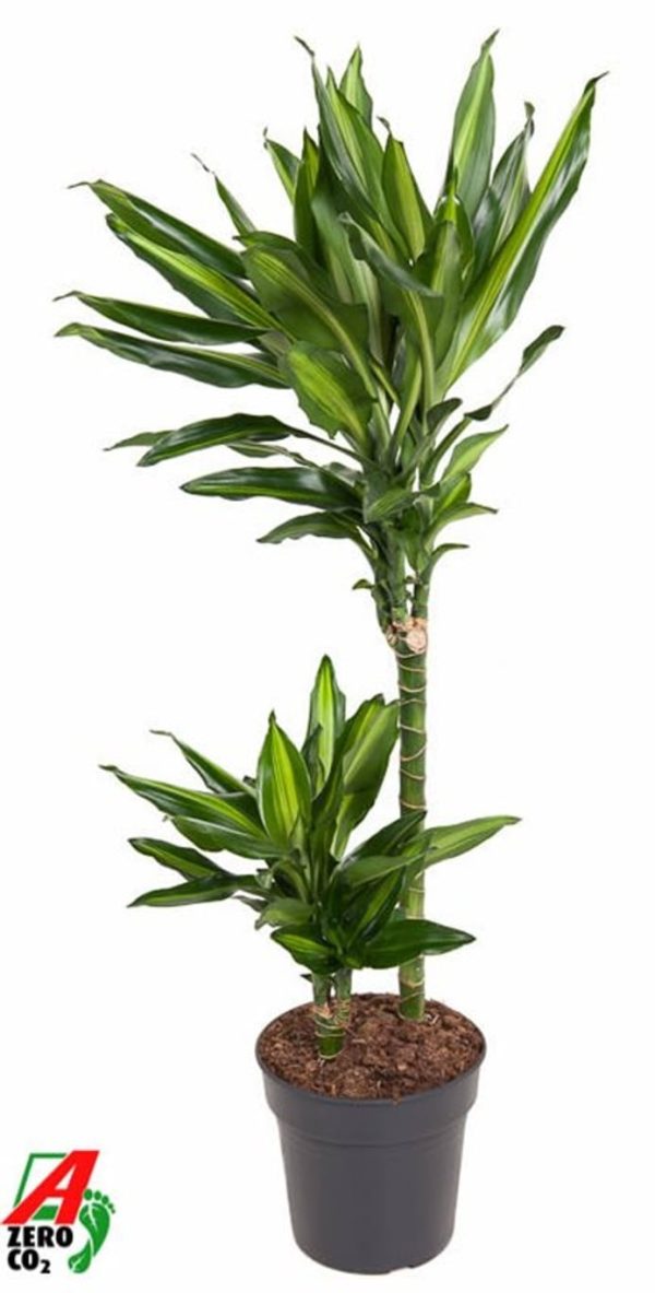 Dracaena frag.  Cintho  / P19/45+15 stem