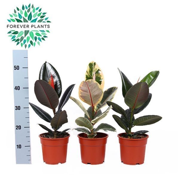 Ficus20elastica20mix.jpg Ficus elastica mix / P17