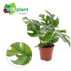 Monstera minima / P12
