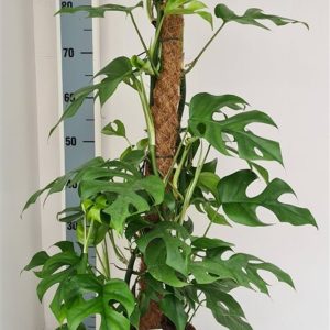 Monstera minima / P19 + mosspole