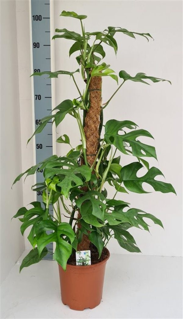 Monstera20minima2020mosspole.jpg Monstera minima / P19 + mosspole