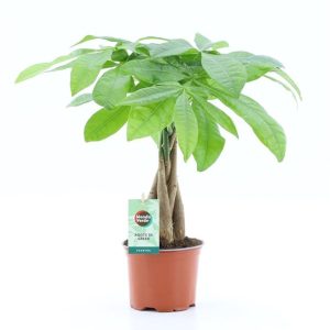 Pachira aquatica / P12