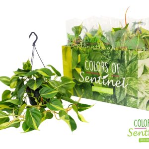Philodendron20scandens20Brasil.jpg Philodendron scandens Brasil / P15, hanging pot
