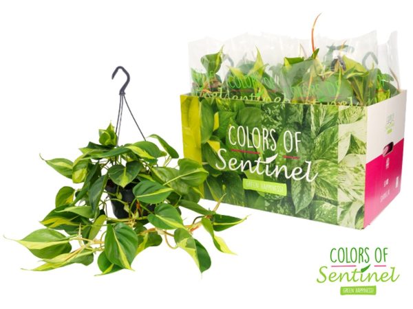 Philodendron scandens  Brasil  / P15, hanging pot