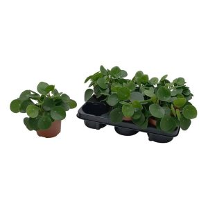 Pilea20peperomoides.jpg Pilea peperomoides / P13