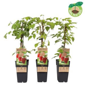 Rubus20idaeus20Zeva.jpg Rubus idaeus Zeva / 2 Ltr, single cane