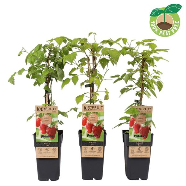 Rubus20idaeus20Zeva.jpg Rubus idaeus Zeva / 2 Ltr, single cane