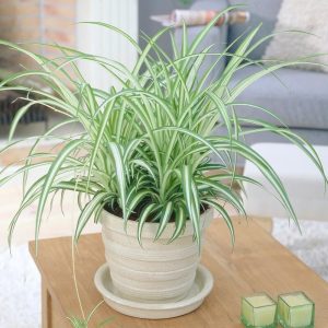 Spider20Plant.jpg Chlorophytum com. Variegatum / P17 - hangpot