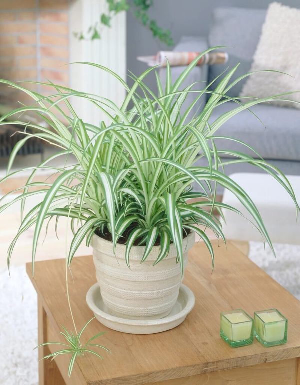 Chlorophytum com.  Variegatum  / P17 - hangpot