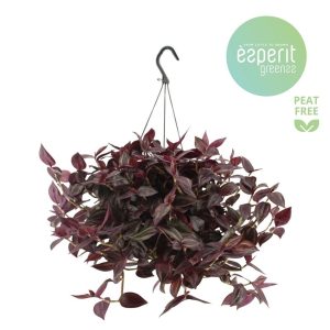 Tradescantia20Jewel20Red.jpg Tradescantia Jewel Red / P17 - hangpot