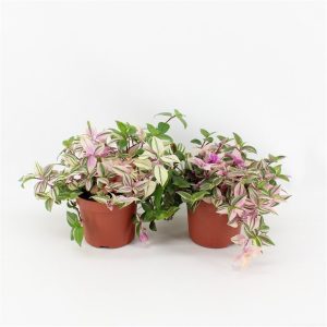 Tradescantia flum.  Quadricolor  / P12