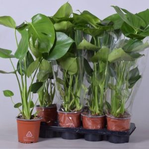 Monstera deliciosa / P14