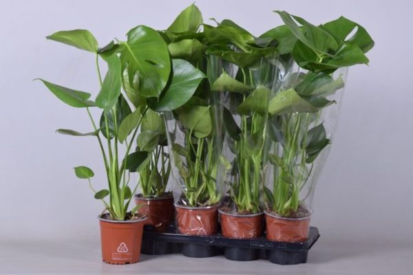 monstera20Deliciosa.jpg Monstera deliciosa / P14